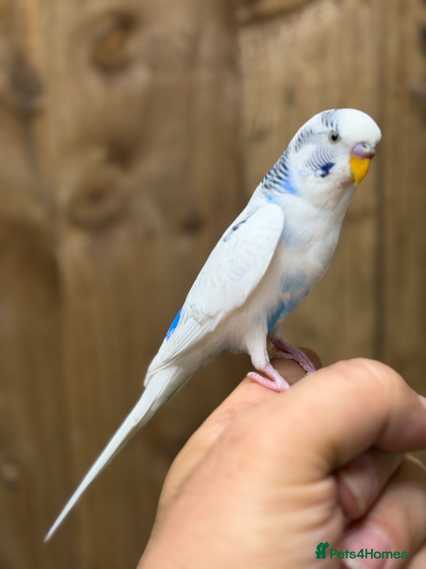 Budgerigars birds Baby budgies  - Advert 1