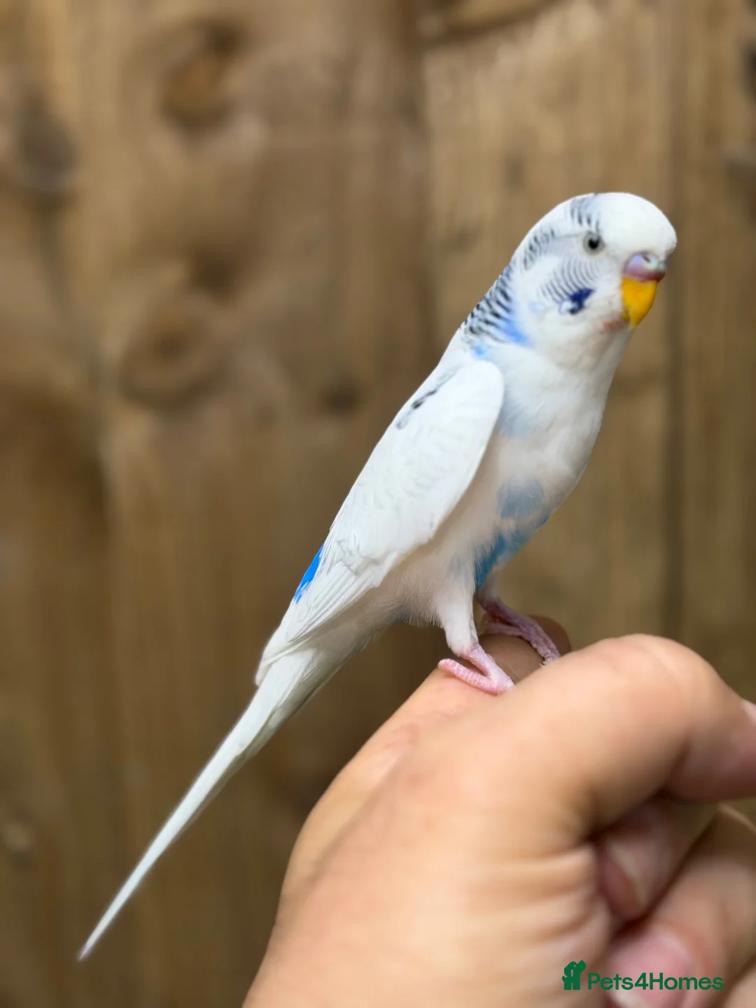 Budgerigars birds for sale: Baby budgies  - Advert 1