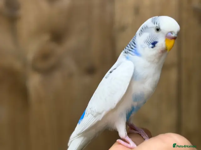 Budgerigars birds for sale: Baby budgies - Advert 1