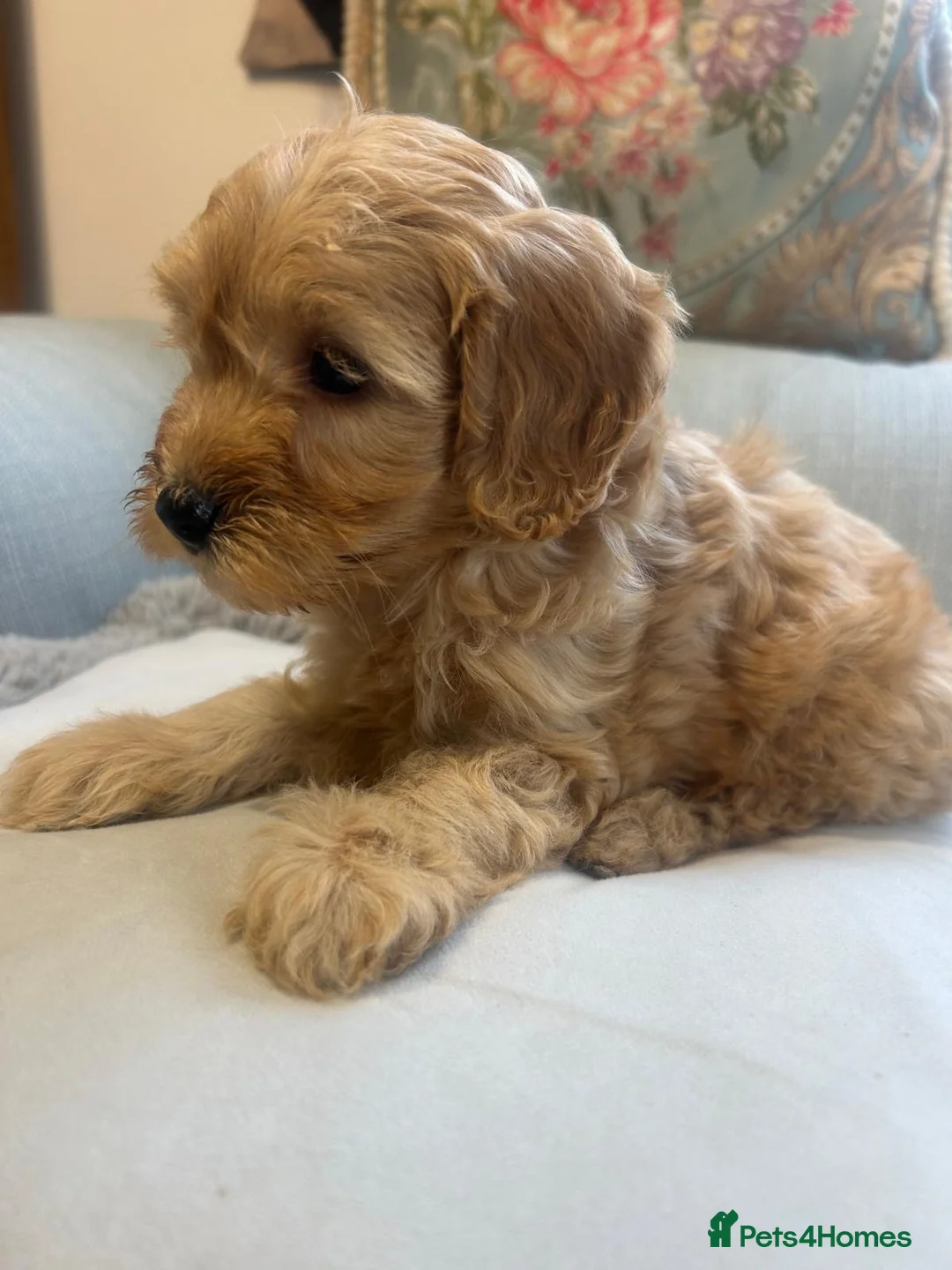 Cockapoo dogs for sale: Beautiful babies available  - Advert 12