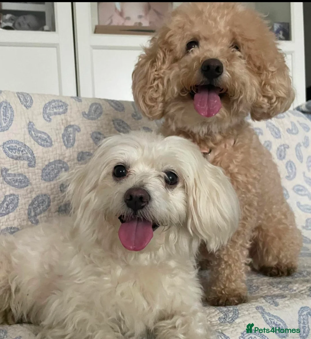 Maltipoo dogs for sale: maltese and malipoo  - Advert 5