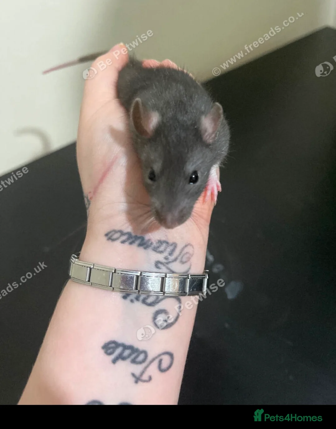 Rat rodents for sale: Baby rats for sale  - Advert 3