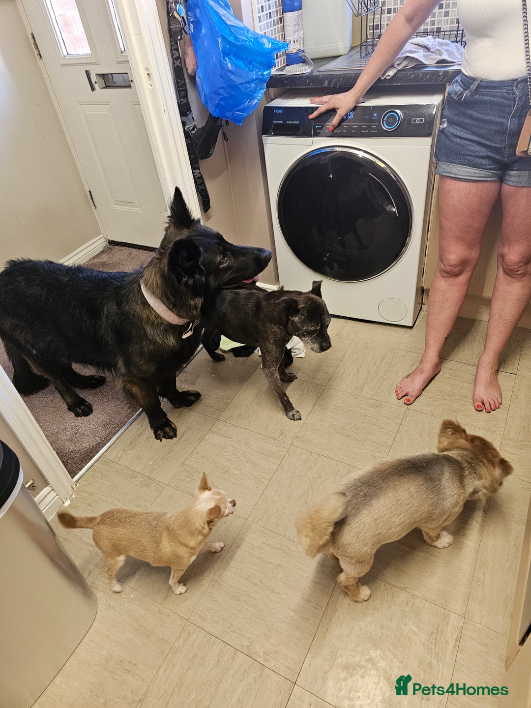 German Shepherd dogs for sale: KC Czech GSD  - Image 7