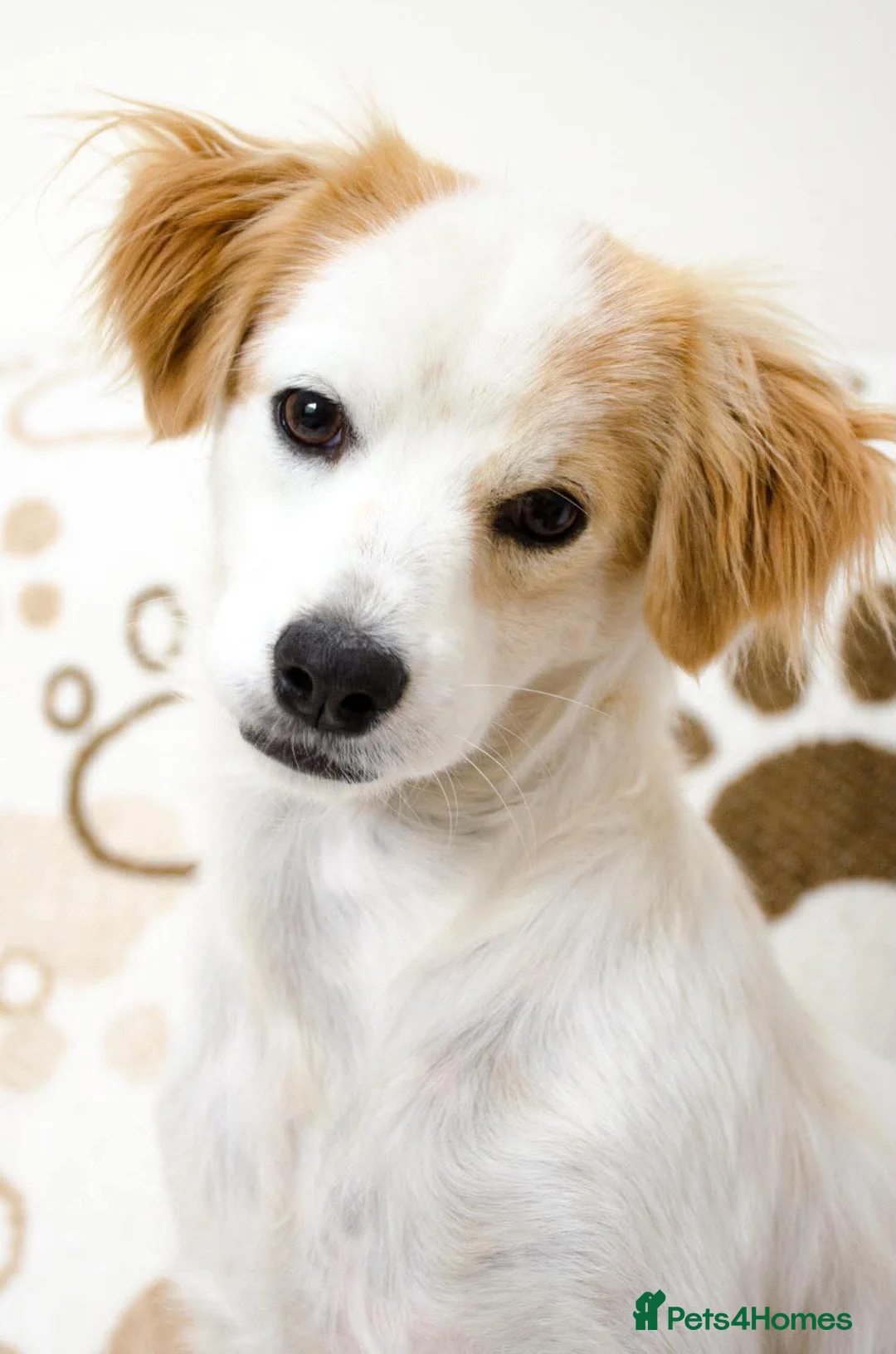 Mixed Breed dogs for adoption: Happy Barney in Poole - Advert 2