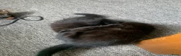 Mixed Breed cats for sale: 3 Lovely Brothers. Looking for their forever Home. - Advert 5