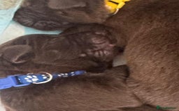 Mixed Breed dogs for sale: 🐾 Beautiful Puppies Looking 4 A Forever Homes 🐾 - Image 13