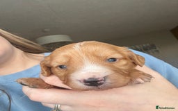 Cockapoo dogs for sale: Cockapoo Puppies - Image 3