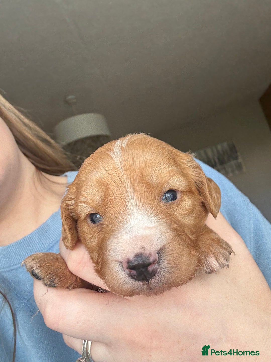 Cockapoo dogs for sale: Cockapoo Puppies - Image 3