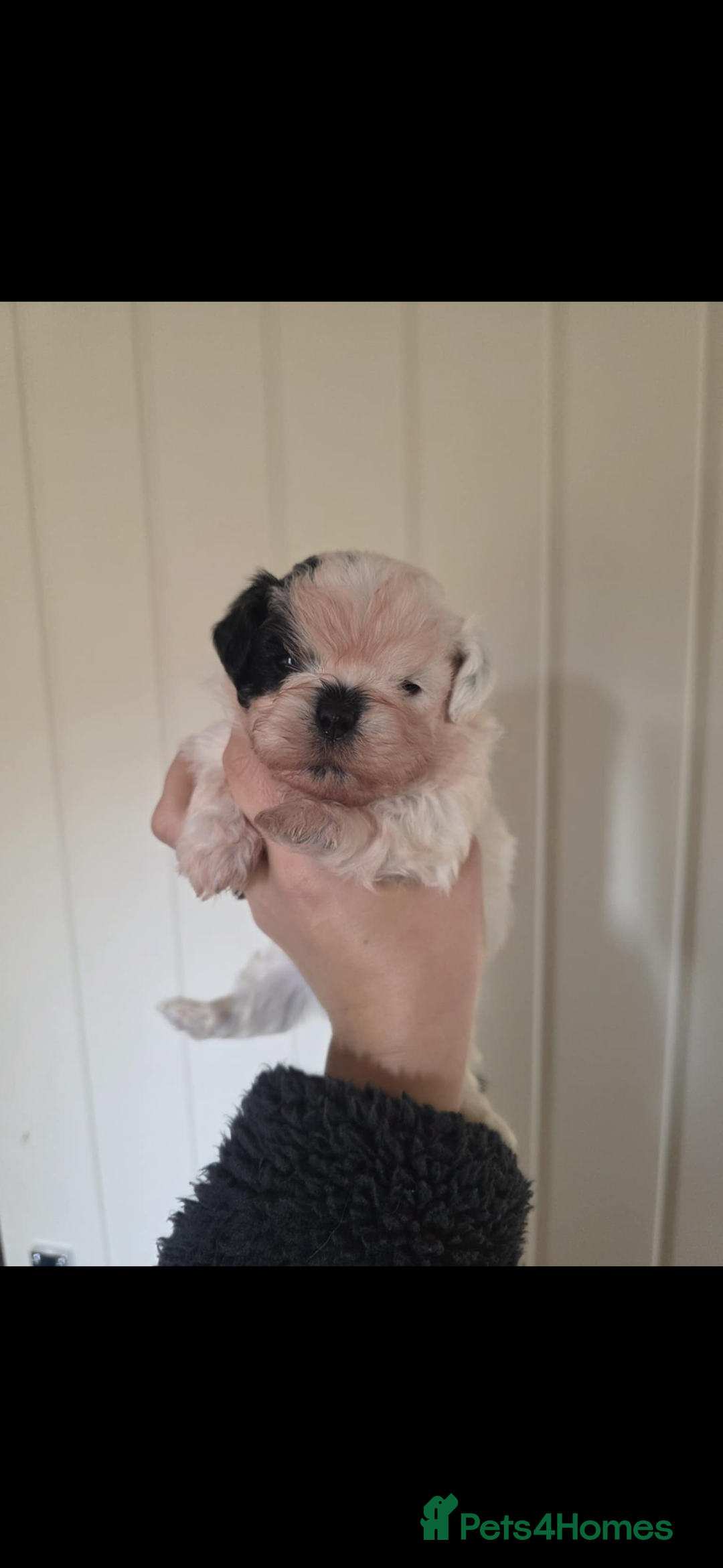 Shihpoo dogs for sale: Shih poo  - Advert 4