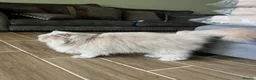 British Longhair cats for sale: Adult Fawn British Longhair Female - Advert 5