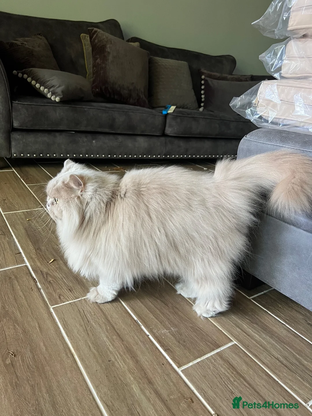 British Longhair cats for sale: Adult Fawn British Longhair Female - Advert 5