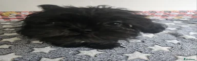 Shih Tzu 1