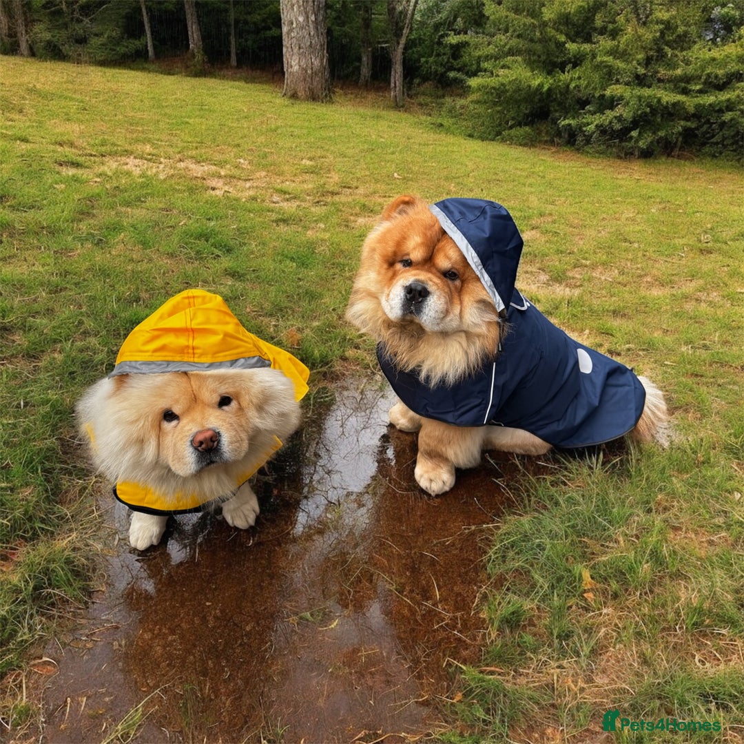 Chow Chow dogs for stud: 2 Gorgeous males for stud  - Advert 4