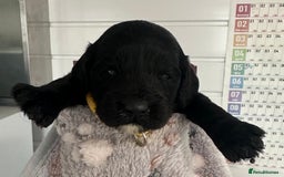 Cockapoo dogs for sale: Stunning cockapoo ready 21 December  - Advert 10