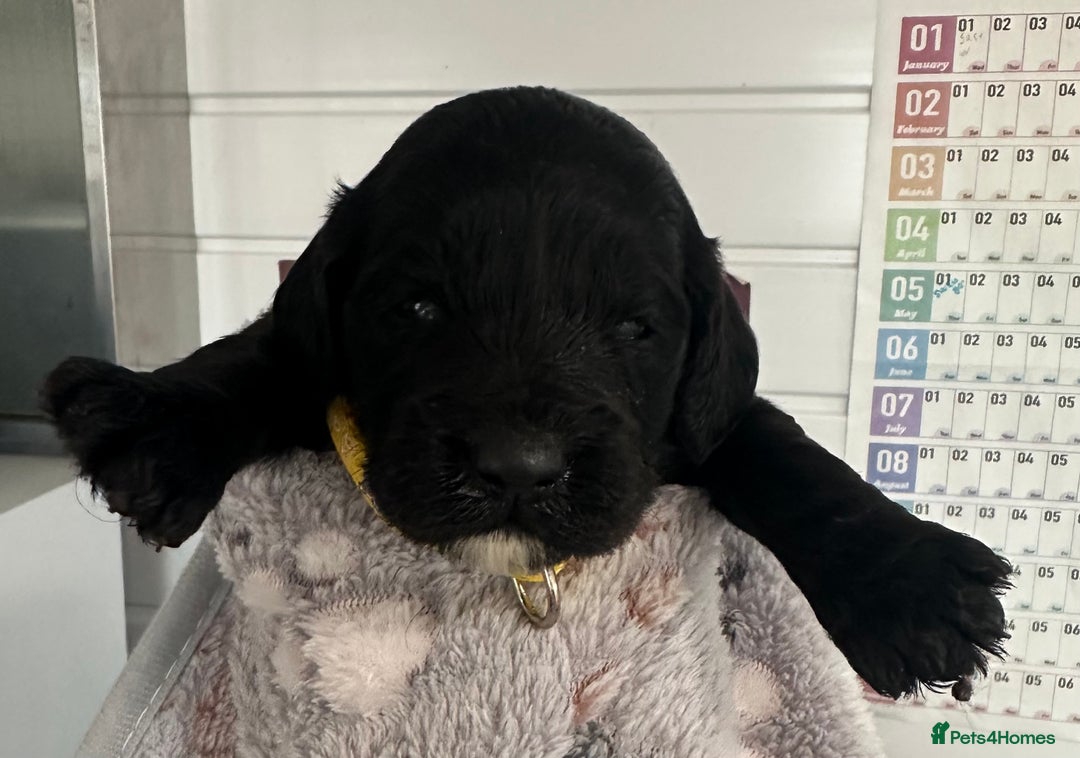 Cockapoo dogs for sale: Stunning cockapoo ready 21 December  - Advert 10