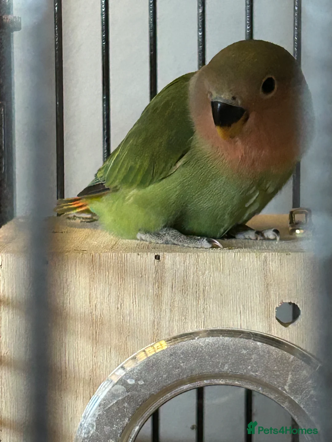 Lovebirds birds for sale: Hand tame baby lovebird  - Advert 1