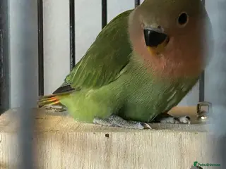 Lovebirds birds Hand tame baby lovebird - Advert 1