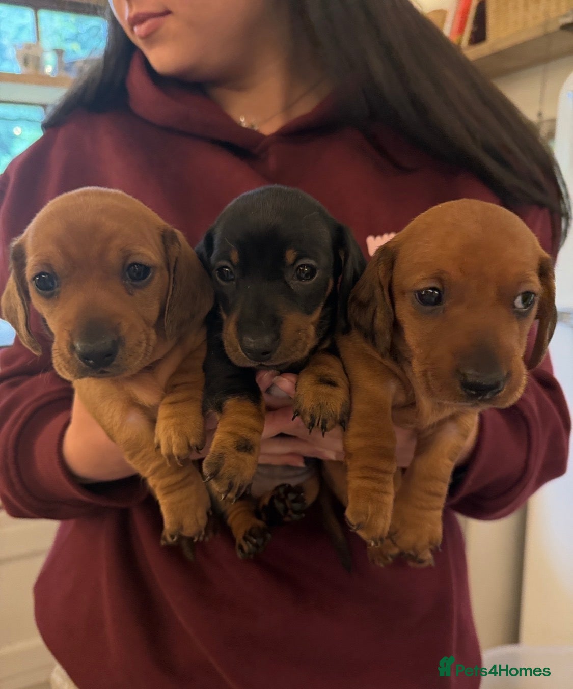 Miniature Dachshund dogs 5 female miniture dachshunds ready now  - Advert 1