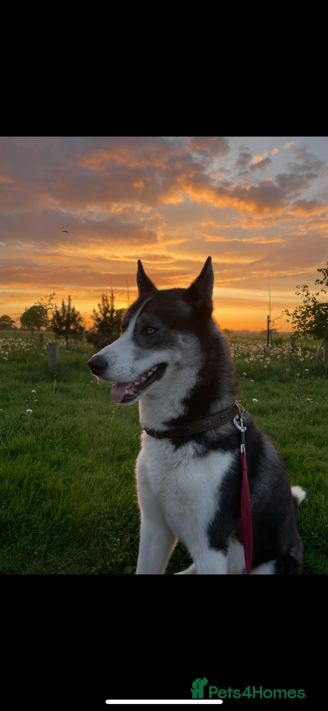 Siberian Husky dogs for stud: Pablo  in Birmingham - Advert 14