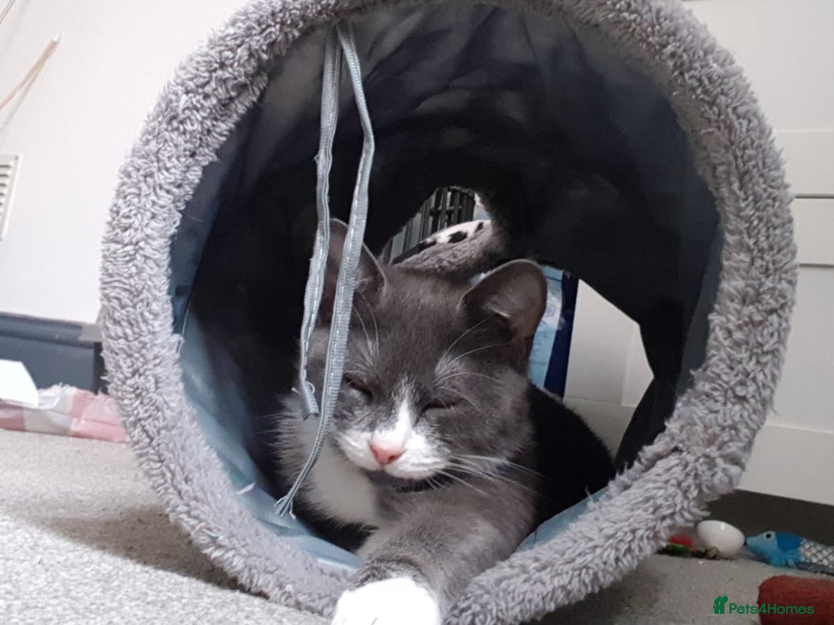Domestic Shorthair cats 4 beautiful kittens - Advert 5
