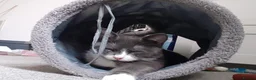 Domestic Shorthair cats for sale: 4 beautiful kittens in Loughborough - Advert 1