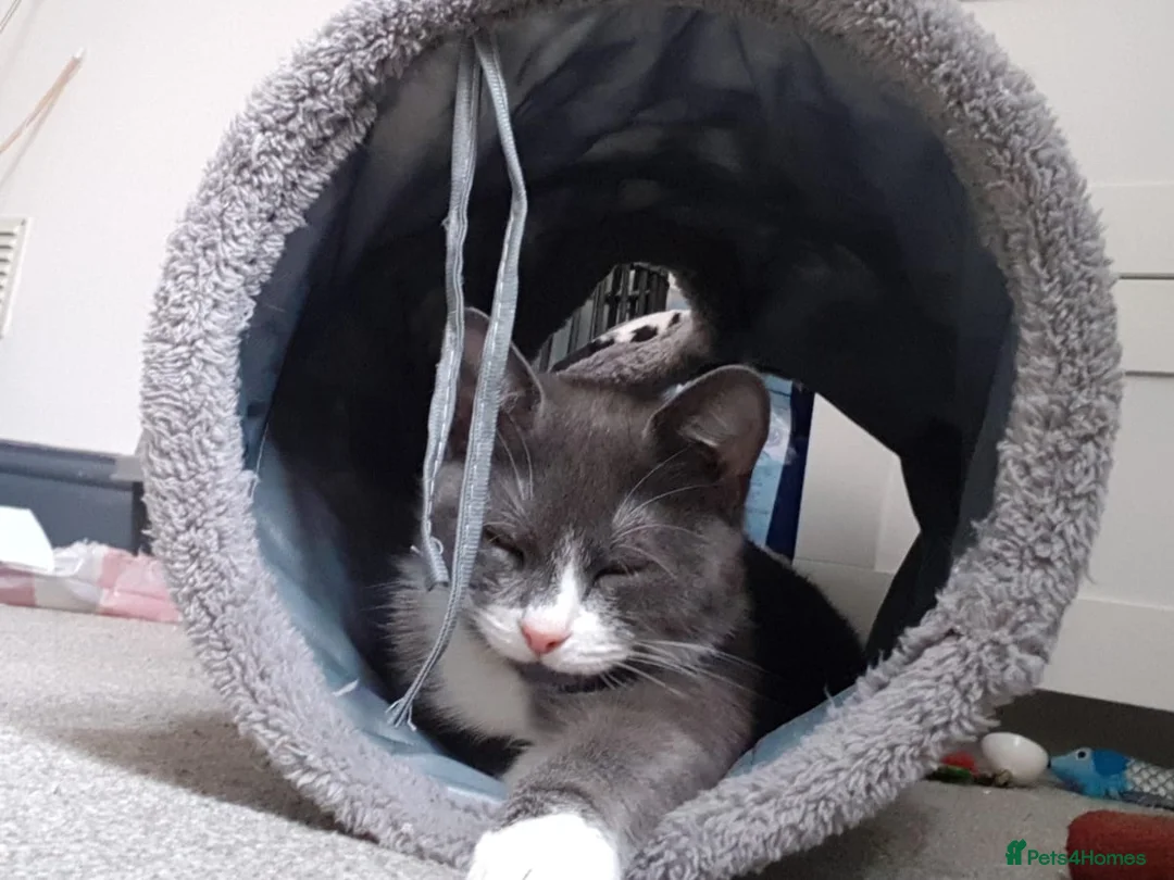 Domestic Shorthair cats for sale: 4 beautiful kittens in Loughborough - Advert 1