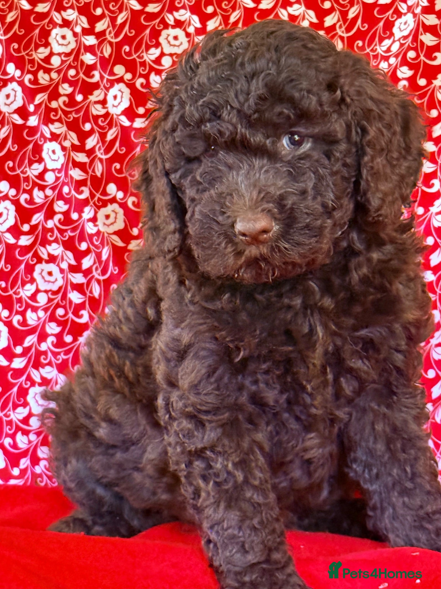 Australian Labradoodle dogs Australian labradoodles  - Advert 2