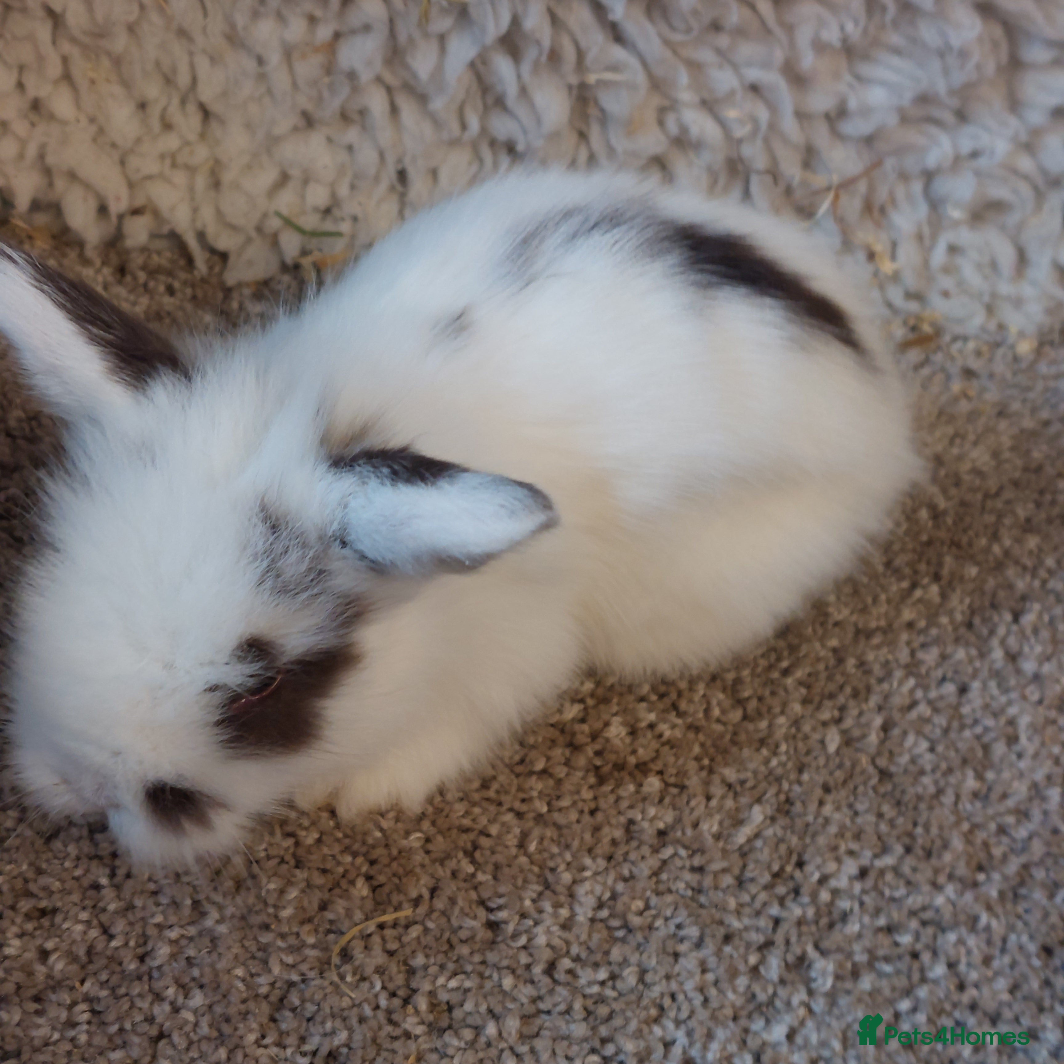 Mini Lop rabbits baby loinheads ready to reserve  - Advert 12