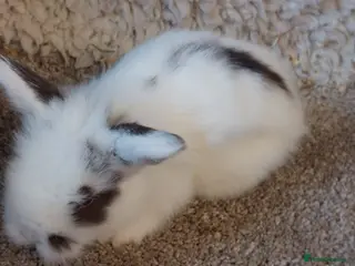 Mini Lop rabbits baby loinheads ready to reserve - Advert 18