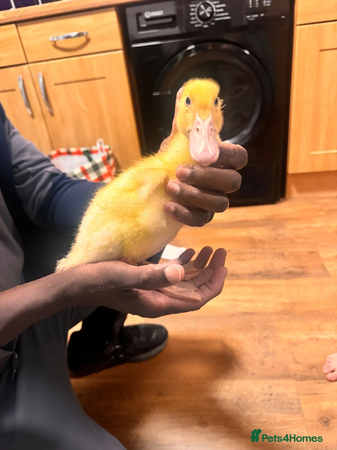 Ducks poultry for sale: Duckling for rehome in Warrington - Advert 2