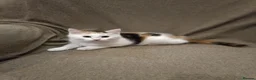 Mixed Breed cats for sale: 5 adotable kittend - Advert 12