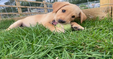Labrador Retriever dogs - Advert 3