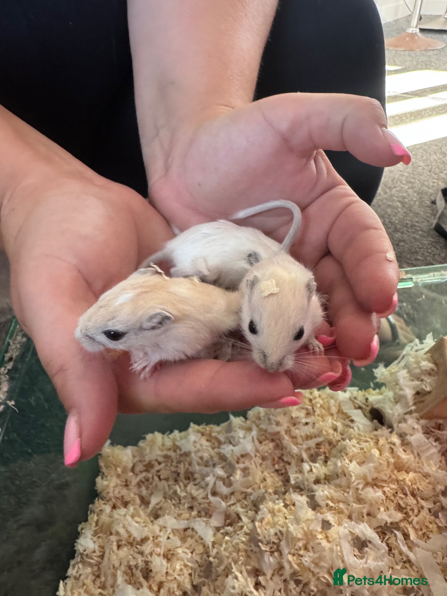 Gerbil rodents for sale: Gerbils for sale  - Advert 1