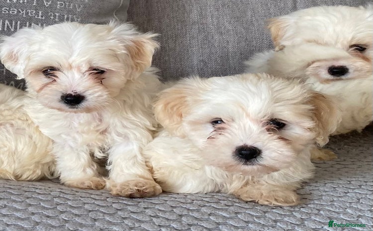 Maltipoo dogs - Advert 2