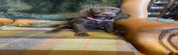 German Shorthaired Pointer dogs for sale: Stunning pups - Advert 6