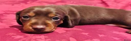 Dachshund dogs for sale: Beautiful Chocolate and Tan girls - Advert 7