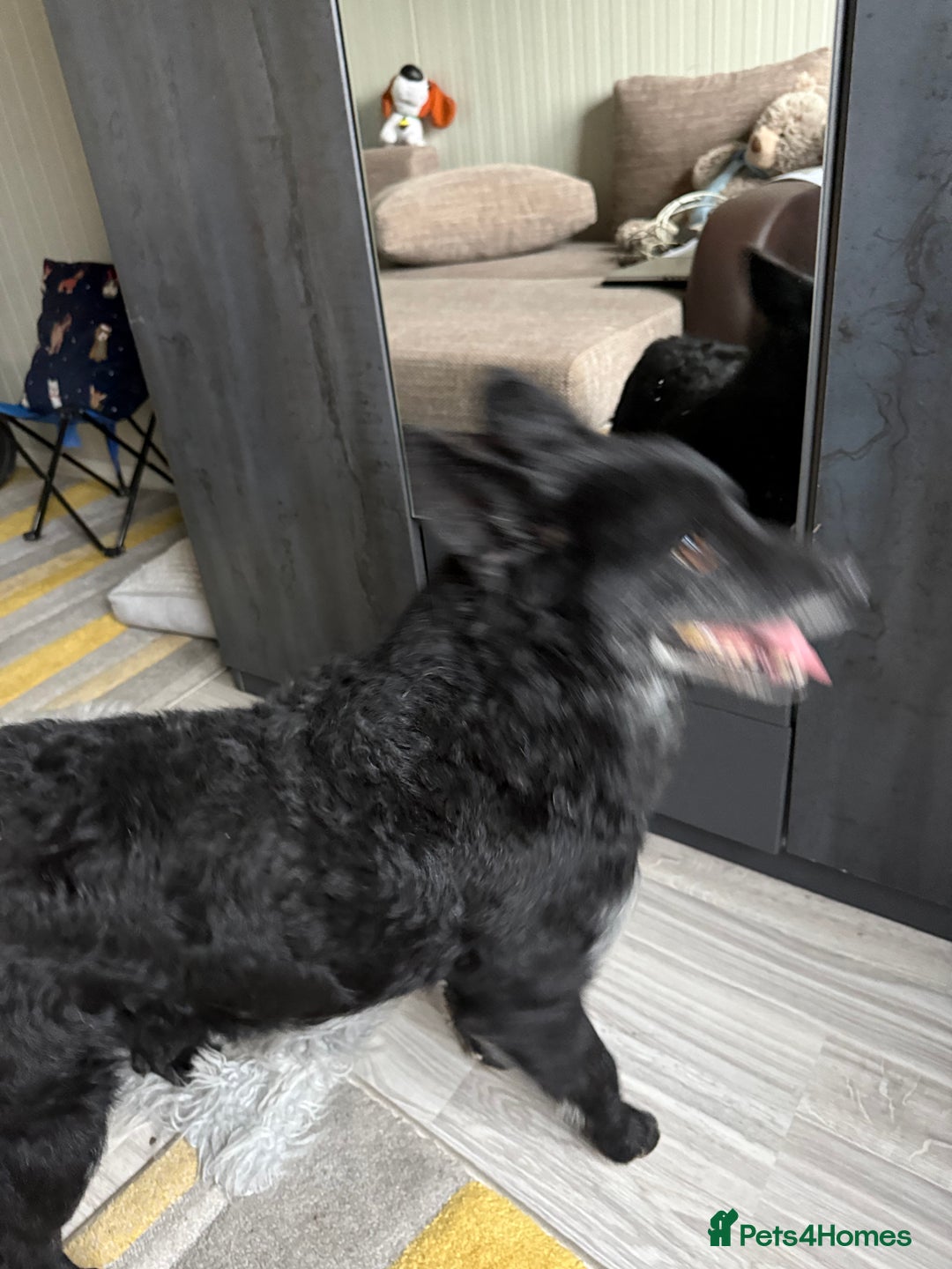 Mixed Breed dogs for adoption: Sweet Romeo Looking for LOVE - Advert 3