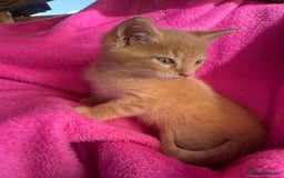 Maine Coon cats for sale: Beautiful Maine Coon Cross Kittens  - Image 7