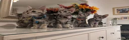 Mixed Breed cats for sale: Adorable kittens in London(SE18)😻😍😻 - Advert 19