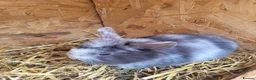 Mixed Breed rabbits for sale: Baby lion lops - Advert 4