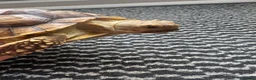 Tortoise reptiles for sale: Leopard tortoises x2 ,Sulcata x1 in Halesowen - Advert 5
