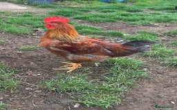 Chickens poultry for sale: 28-32week-ish unknown breed of cockerel - Image 5