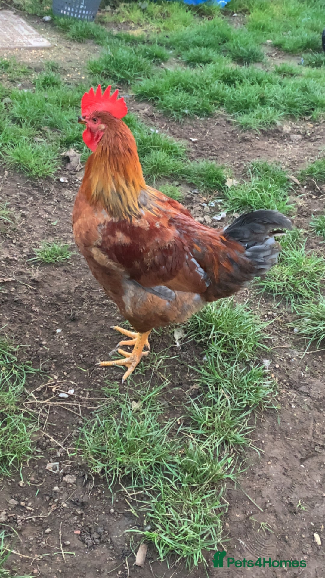 Chickens poultry for sale: 28-32week-ish unknown breed of cockerel - Image 5