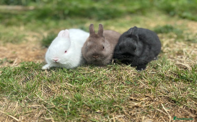 Netherland Dwarf rabbits - Advert 5