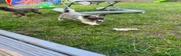 Border Collie dogs for sale: 6 blue merle border collies puppys  - Advert 5