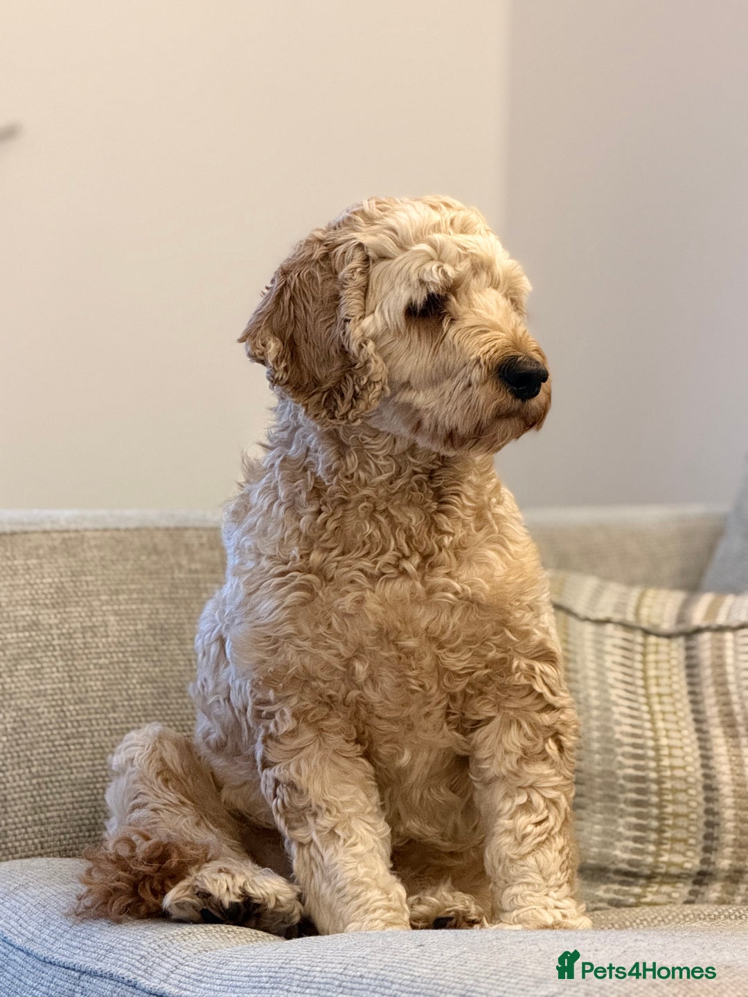 Mixed Breed dogs for sale: 3 yr old Cockapoo male - Advert 2