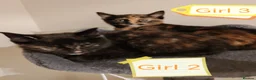 Mixed Breed cats for sale: ❤️❤️❤️ Four adorable kittens ❤️❤️❤️  - Advert 25