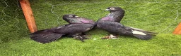Pigeons birds for sale: Top Quality Strong Breeding Pair – Vaccinated - Advert 29