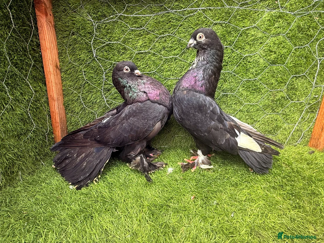 Pigeons birds for sale: Premium Breeding Pigeons Top Quality Pairs Availab - Advert 1
