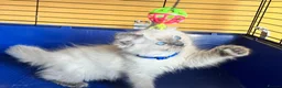 Ragdoll cats for sale: GCCF Ragdoll 🏆Champion Bloodline🌟5-Gen Pedigrees - Advert 5